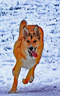 Close-up of dog on snow