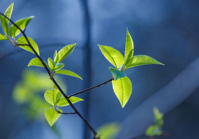 Fresh, green leaves of a bird cherry tree during spring.