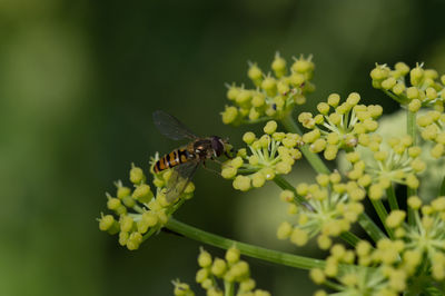 Close-up of butterfly pollinating on flower