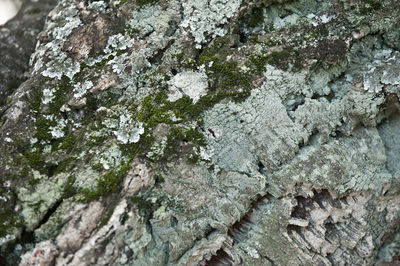 Full frame shot of moss growing on rock