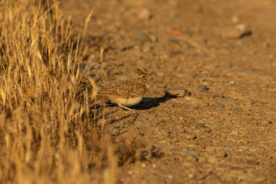 Close-up of a bird on field