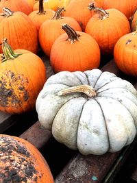 Close-up of pumpkins in market