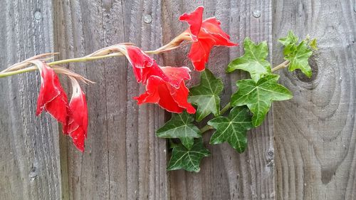 Close-up of red flowers on wood