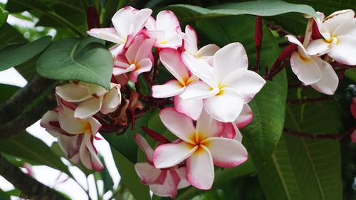Close-up of white flowering plants