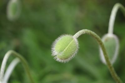 Close-up of plant