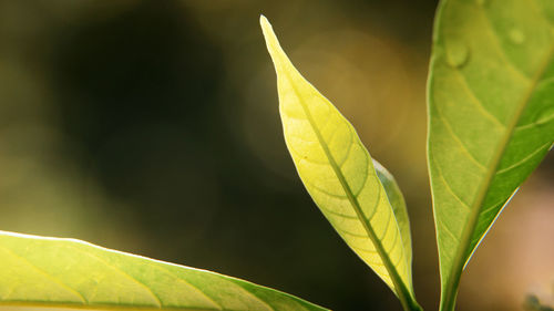 Close-up of plant leaves during autumn