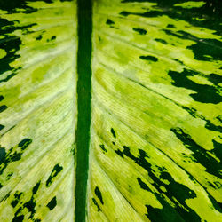 Full frame shot of green leaves