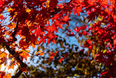 Close-up of maple leaves on tree