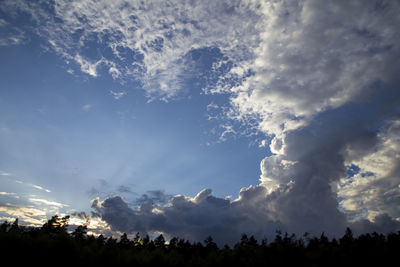 Low angle view of trees against sky