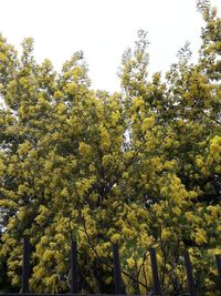 Low angle view of flowering trees against sky