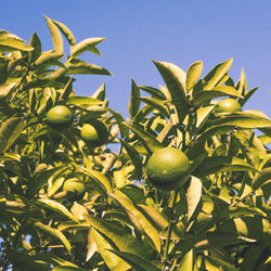 Close-up of fruits growing on tree against sky
