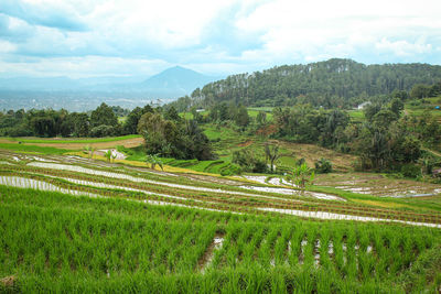 View of terraced rice fields at the foot of the mountain againt sky