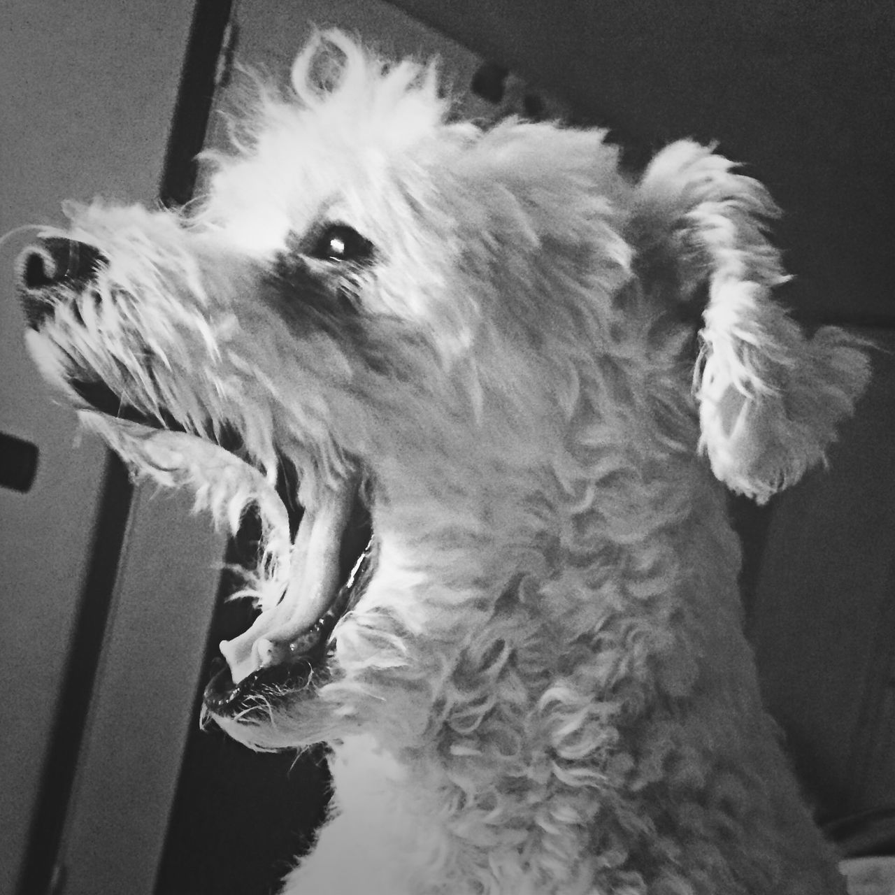 animal themes, one animal, domestic animals, pets, indoors, dog, mammal, home interior, animal head, close-up, looking away, portrait, white color, full length, no people, bird, animal hair, side view, zoology