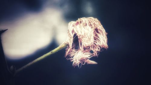 Close-up of wilted flower