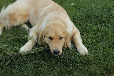 Portrait of dog lying on grass