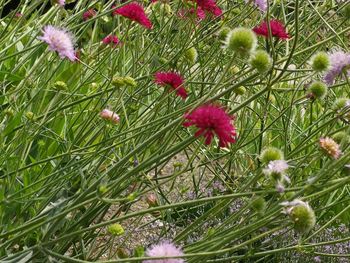 Close-up of flowering plants on land