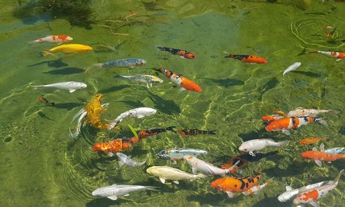 High angle view of koi carps swimming in pond