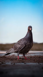 Close-up of bird perching on the beach