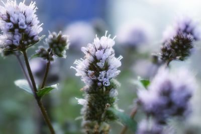 Close-up of purple flowering plants