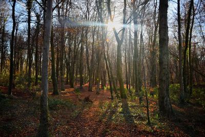 Trees in forest during autumn