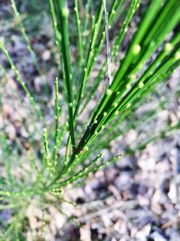 Close-up of fresh green grass