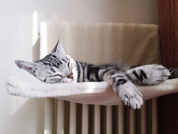 Close-up of cat relaxing