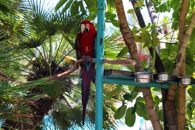 Low angle view of bird perching on tree