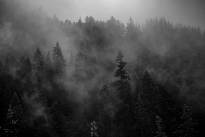 Trees in forest against sky during foggy weather