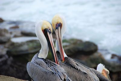 Close-up of pelicans