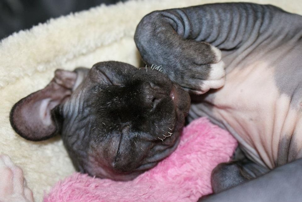 animal themes, one animal, dog, close-up, pets, domestic animals, sleeping, mammal, indoors, relaxation, focus on foreground, resting, high angle view, lying down, black color, no people, day, animal body part, animal head, bed