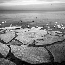 Baltic sea on wintertime with broken ice cracks and swans