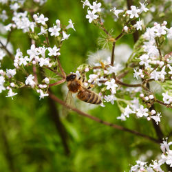 Close-up of bee pollinating on white flower