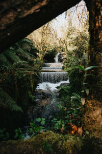 Stream amidst trees in forest