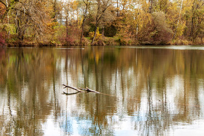 Scenic view of lake in forest during autumn