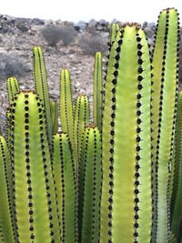 Close-up of succulent plant