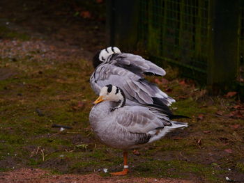 Close-up of bird