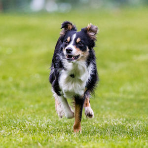 Close-up of dog running on grassy field