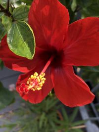 Close-up of red flowering plant