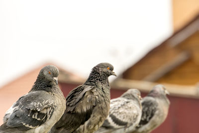 Close-up of pigeons perching outdoors