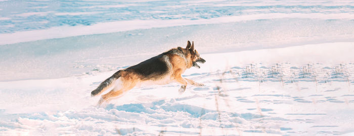Dog standing on snow covered field