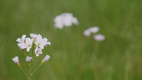 Close-up of white flowers