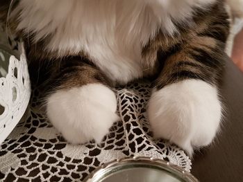 Close-up of a cat