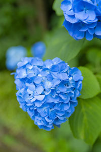 Close-up of purple hydrangea blue flower