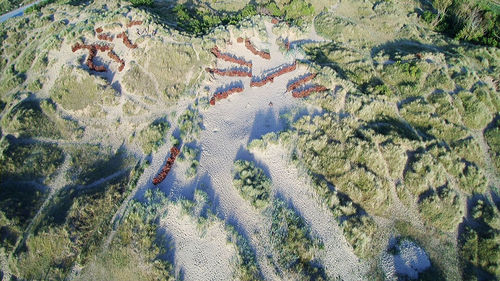 High angle view of trees on land