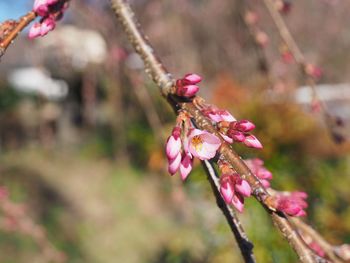 Close-up of pink flowering plant