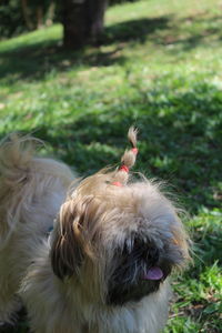 Close-up of a dog on field