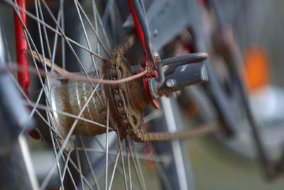 Close-up of red leaf