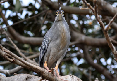 Low angle view of bird perching on tree