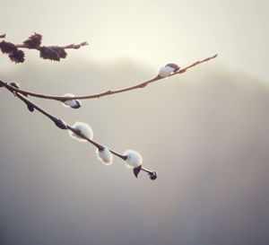 Low angle view of branch against sky