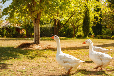 View of birds on field